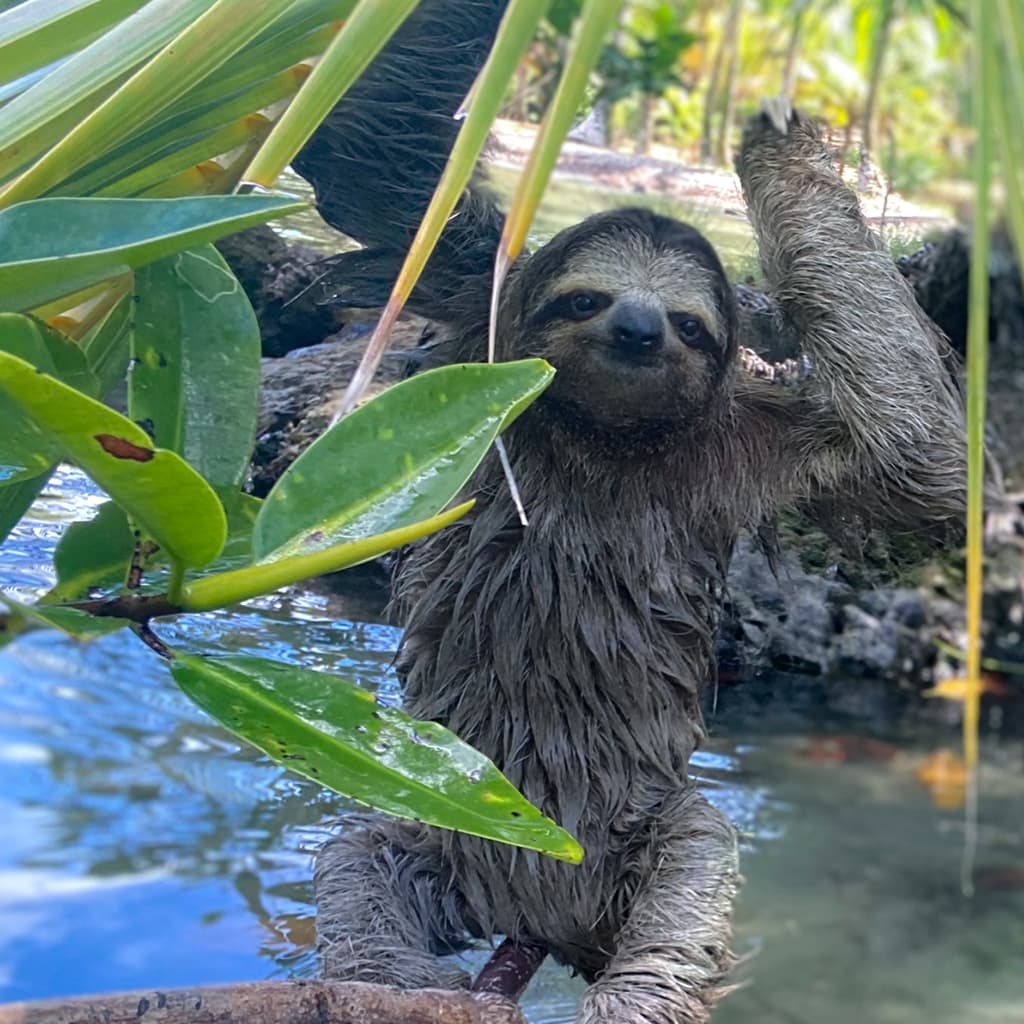 Panama