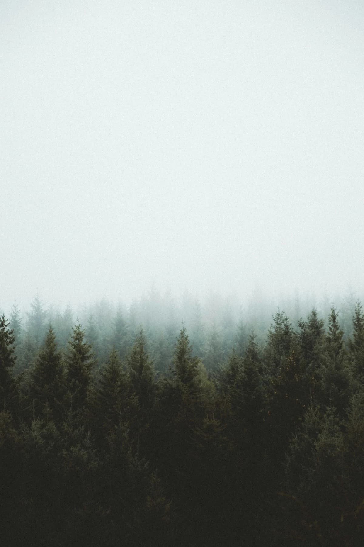 Low cloud drifting through a quiet stand of pines